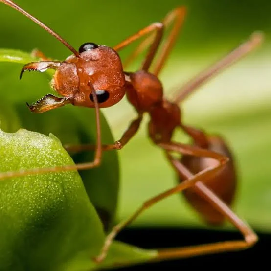 Ant Control Bend
