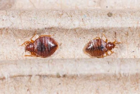Bed Bug Control