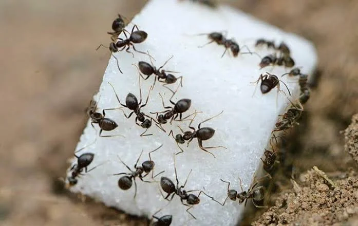Ant Control Bend