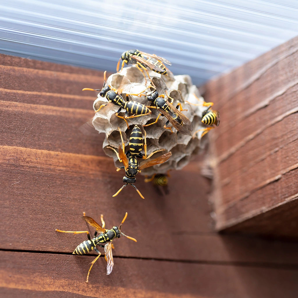 Hornet Removal in Bend