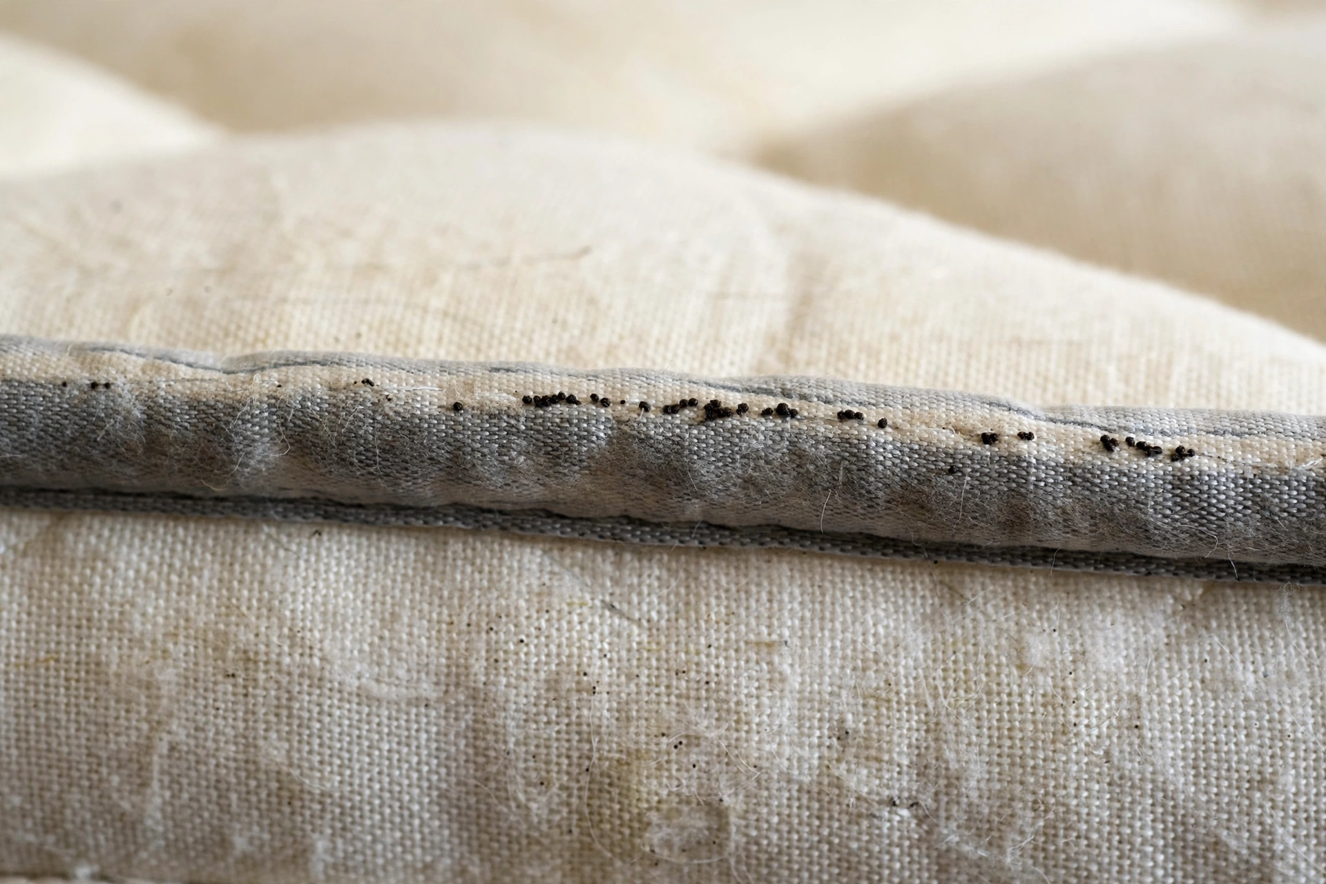 Early bed bug signs on a mattress seam